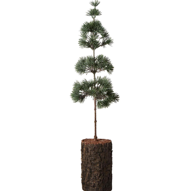 Zedernbaum