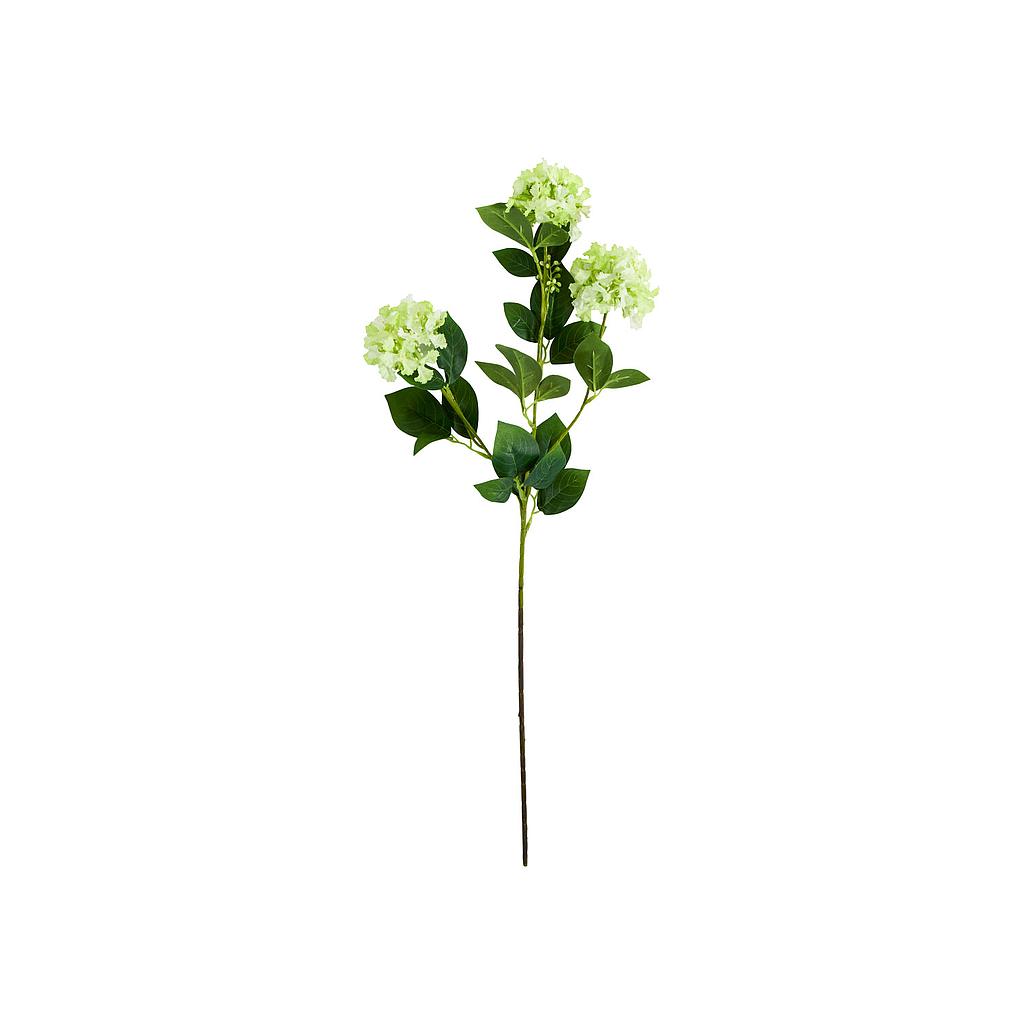 Zweig Viburnum grün