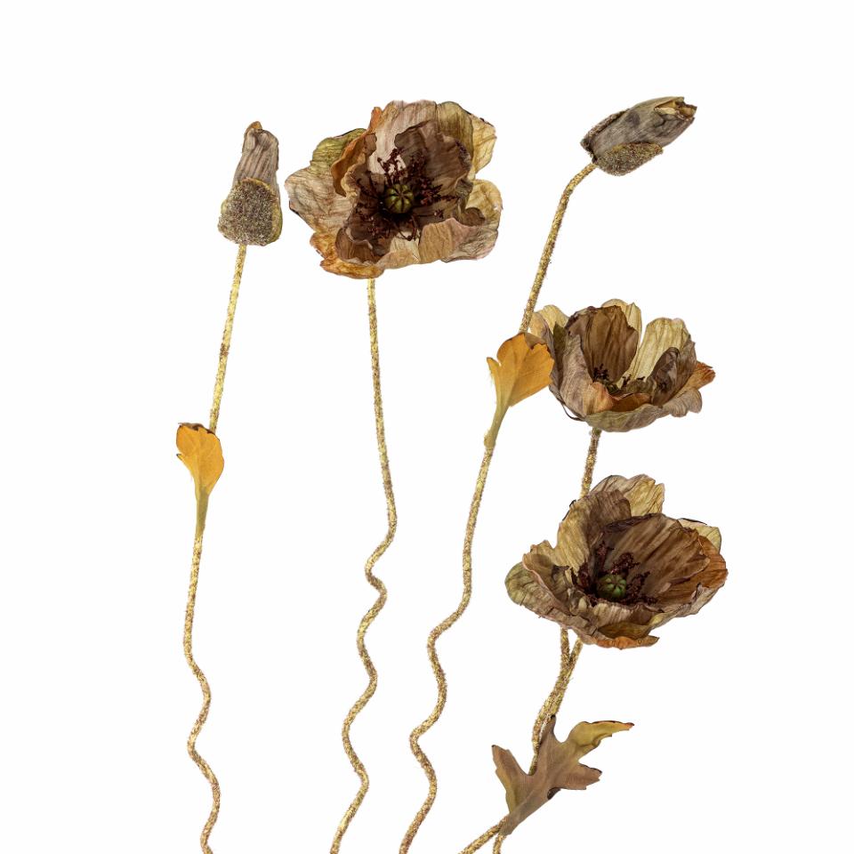 Mohnblume Stiel braun