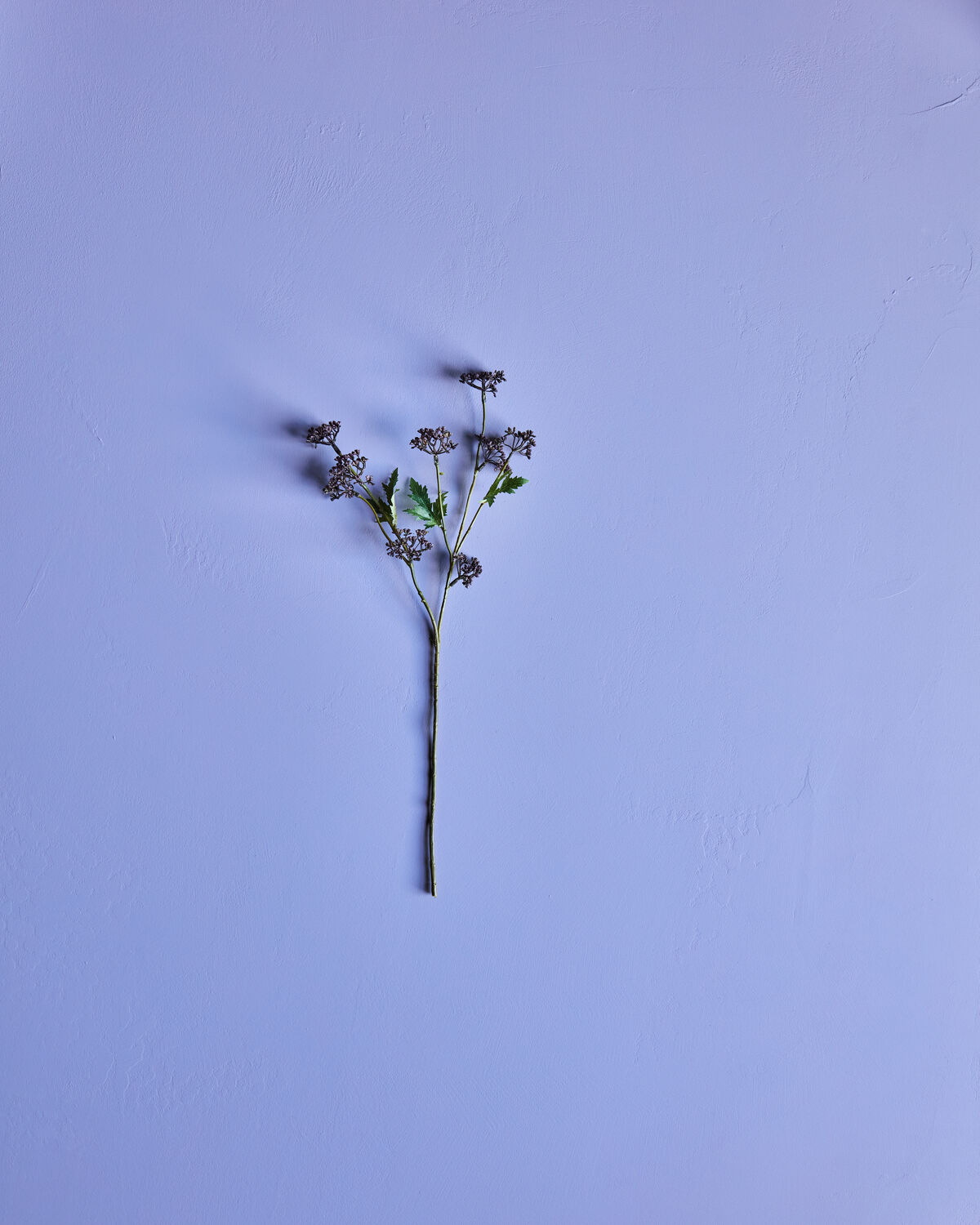 Zweig Meadow Burgundy