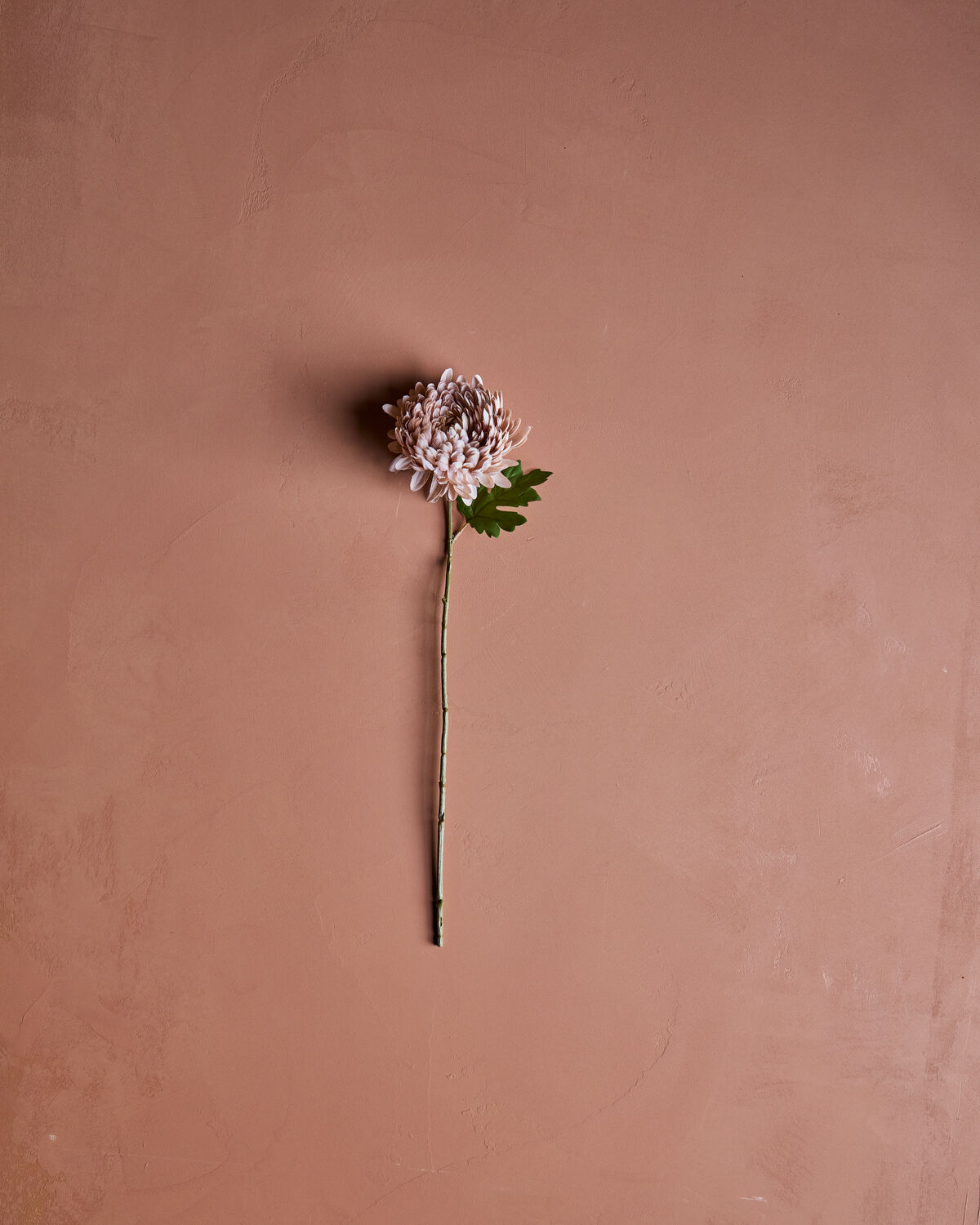 Chrysanthemen Dusty Rose