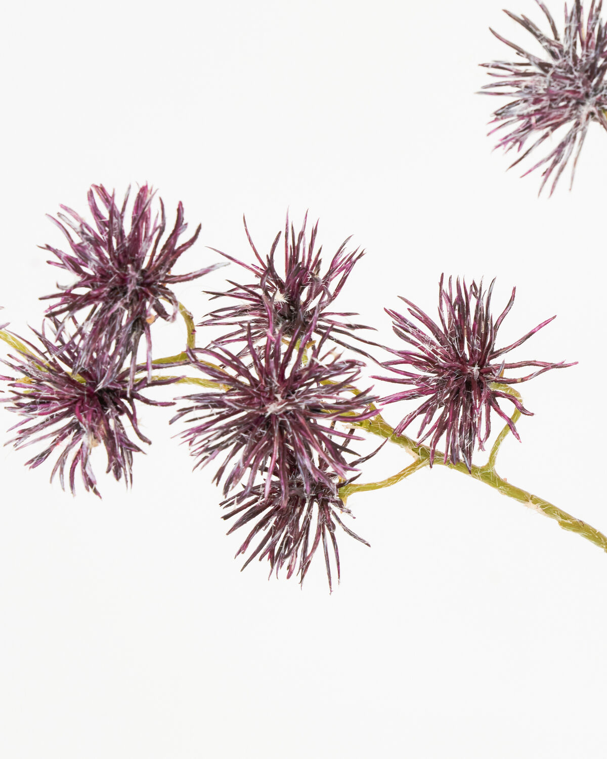 Zweig Seeigel Burgundy