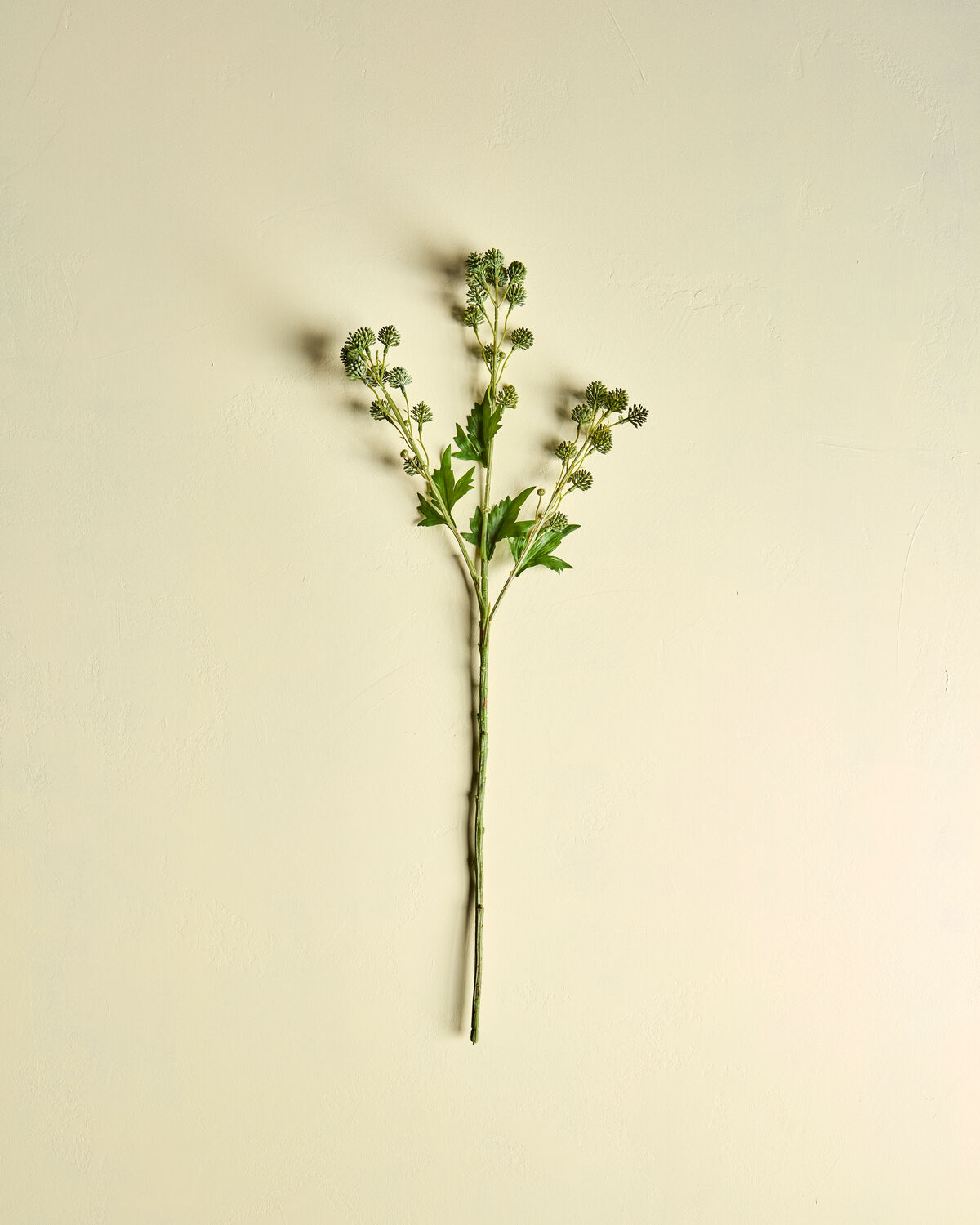 Zweig Sedum grün